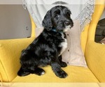Puppy 2 Goldendoodle-Old English Sheepdog Mix