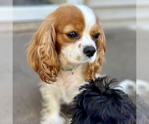 Medium Cavalier King Charles Spaniel Mix