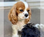 Small Cavalier King Charles Spaniel Mix