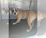 Small American Staffordshire Terrier Mix