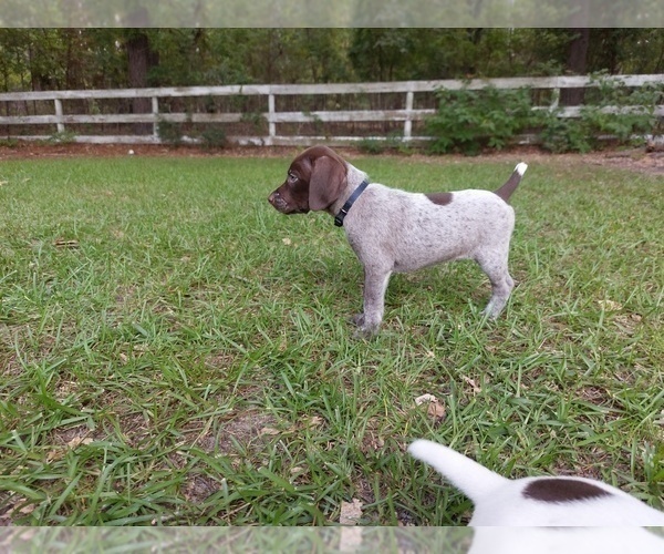 Medium Photo #7 German Shorthaired Pointer Puppy For Sale in QUITMAN, TX, USA