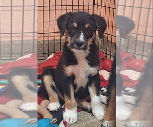 Border Terrier-Unknown Mix Dogs for adoption in House Springs, MO, USA