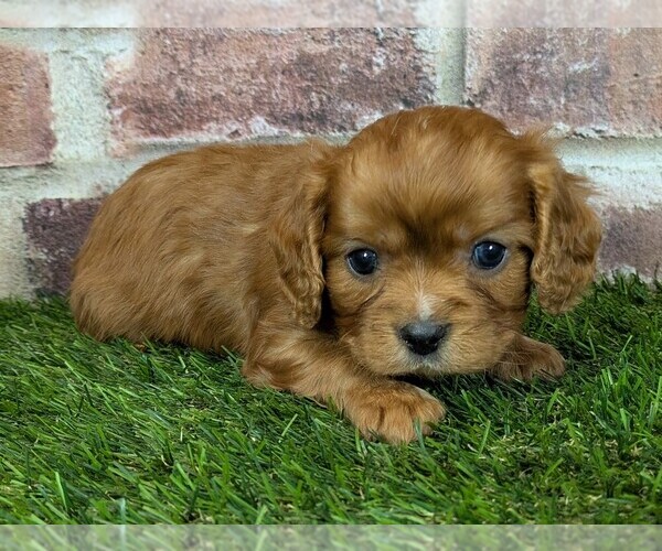 Medium Photo #3 Cavalier King Charles Spaniel Puppy For Sale in MOBERLY, MO, USA