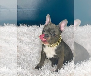 French Bulldog Puppy for sale in COVINGTON, GA, USA