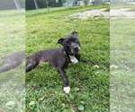 Small Photo #6 Mutt Puppy For Sale in Crete, IL, USA