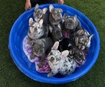 Small #12 French Bulldog
