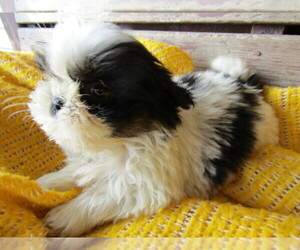 Shih Tzu Puppy for sale in HUDSON, MI, USA