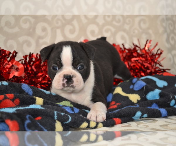 Medium Photo #1 Boston Terrier Puppy For Sale in GREENWOOD, WI, USA