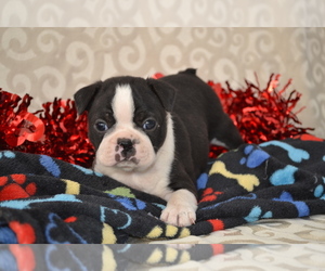 Boston Terrier Puppy for sale in GREENWOOD, WI, USA