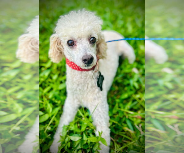 Medium Photo #3 Poodle (Miniature) Puppy For Sale in Pacolet, SC, USA