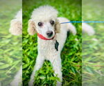 Small #2 Poodle (Miniature)