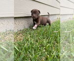 Small #4 Labrador Retriever Mix