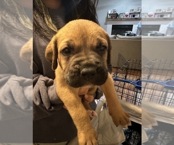 Medium Photo #29 Cane Corso-Saint Bernard Mix Puppy For Sale in LIVERMORE, CA, USA