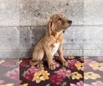 Small #4 Golden Retriever