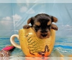 Small #10 Morkie