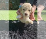 Small Photo #10 Labradoodle Puppy For Sale in DURHAM, CA, USA