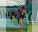 Small #3 Rottweiler