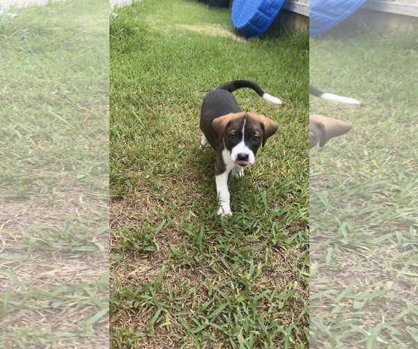 Medium Photo #1 Labrador Retriever-Unknown Mix Puppy For Sale in The Woodlands, TX, USA