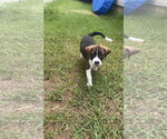 Small Labrador Retriever Mix