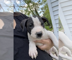 American Pit Bull Terrier Puppy for sale in HUNTINGTON, IN, USA