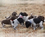 Small Photo #4 German Shorthaired Pointer Puppy For Sale in LEWELLEN, NE, USA