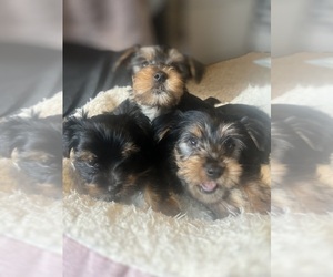 Yorkshire Terrier Litter for sale in INDIANAPOLIS, IN, USA