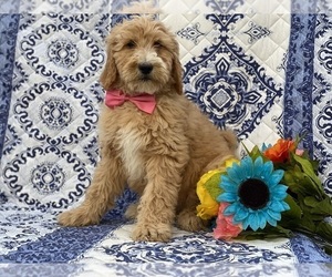 Goldendoodle Puppy for sale in LANCASTER, PA, USA