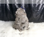 Small #5 Poodle (Toy)