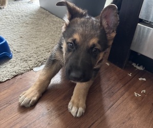German Shepherd Dog Puppy for sale in HERRIMAN, UT, USA