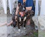 Small #4 Mutt