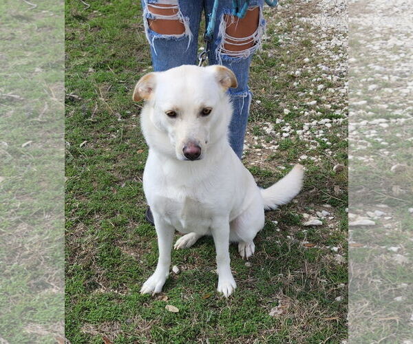 Medium Photo #1 Labrador Retriever-Unknown Mix Puppy For Sale in Bandera, TX, USA