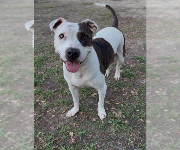 Medium Photo #1 American Pit Bull Terrier-Unknown Mix Puppy For Sale in Conroe, TX, USA
