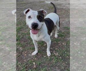 American Pit Bull Terrier-Unknown Mix Dogs for adoption in Conroe, TX, USA