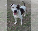 ROSIE - Female American Pit Bull Terrier-Unknown Mix Dog for Adoption - Small photo