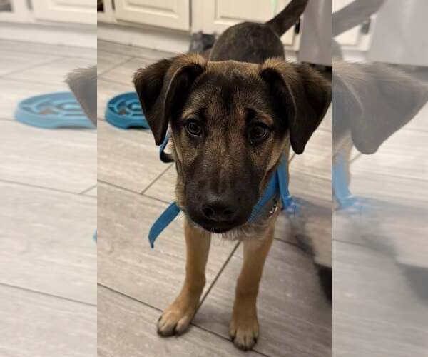 Medium Photo #2 German Shepherd Dog-Unknown Mix Puppy For Sale in Uwchlan, PA, USA