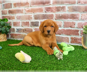 Labrador Retriever Puppy for sale in SYRACUSE, IN, USA