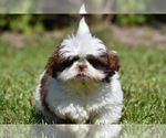Small #3 Shih Tzu