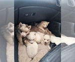 Small #12 Pomsky