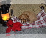 Small #1 Cavapoo (Miniature)