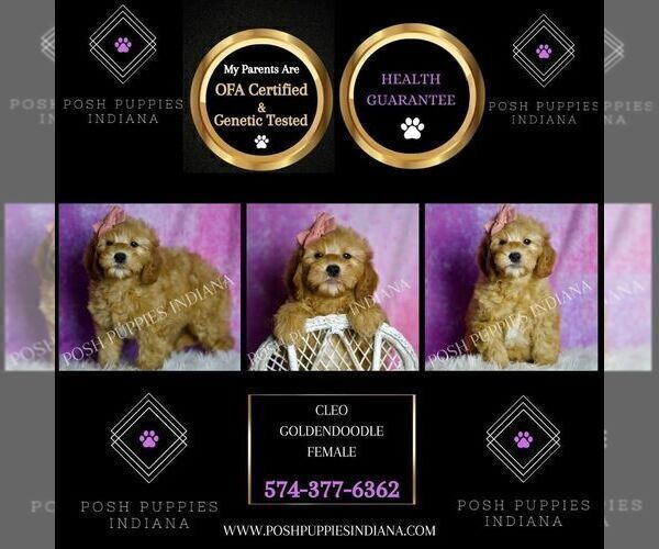 Medium Photo #2 Goldendoodle (Miniature) Puppy For Sale in WARSAW, IN, USA