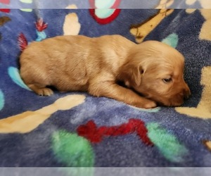 Golden Retriever Puppy for sale in BRANDON, WI, USA