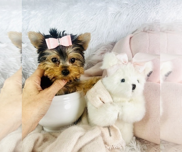Medium Photo #22 Yorkshire Terrier Puppy For Sale in PEMBROKE PINES, FL, USA