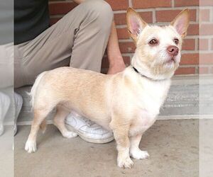 Pembroke Welsh Corgi-Unknown Mix Dogs for adoption in Carrollton, TX, USA