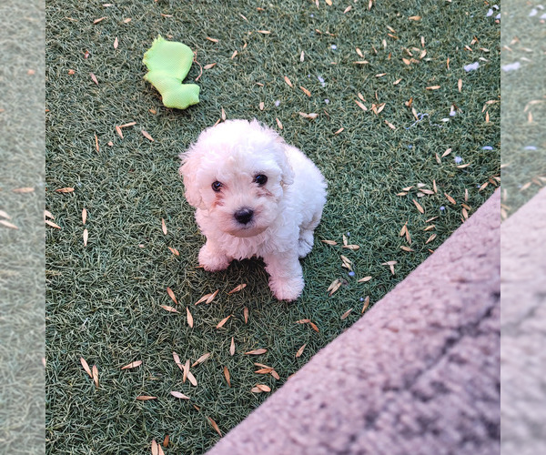 Medium Photo #8 Maltipoo Puppy For Sale in LAKESIDE, CA, USA