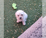 Small #7 Maltipoo