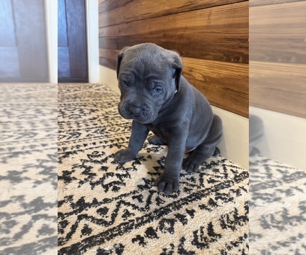 Medium Photo #11 Cane Corso Puppy For Sale in BARBOURSVILLE, VA, USA