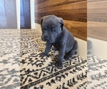 Small #4 Cane Corso