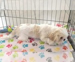 Small #2 Shih Tzu