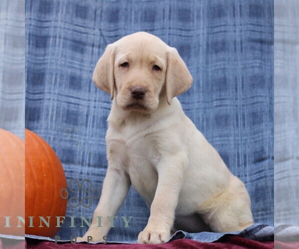Medium Photo #1 Labrador Retriever Puppy For Sale in ELLIOTTSBURG, PA, USA