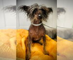 Small #1 Mutt